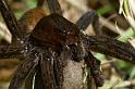 Dolomedes_plantarius_D5138_Z_90_Canal du Nivernais_Frankrijk